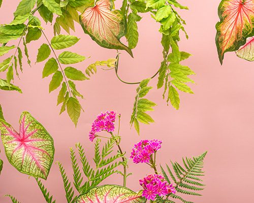 Floramedia-2023